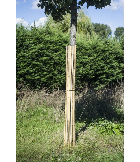 Protection du tronc en bambou - Habo Belgium