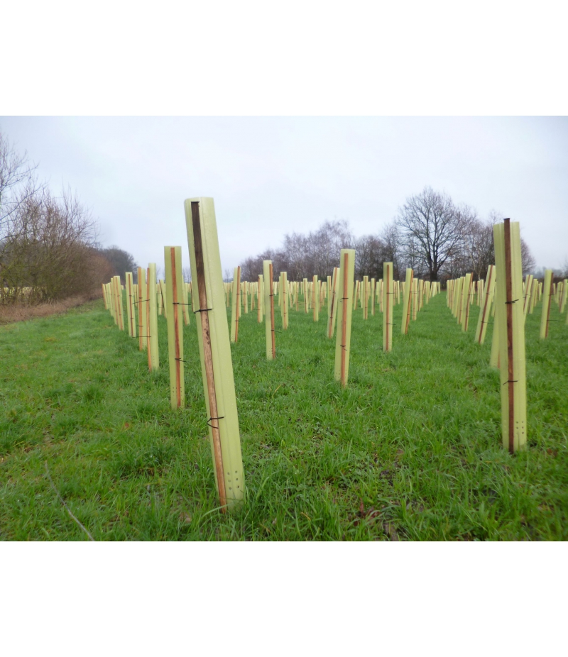 Protection du tronc en bambou - Habo Belgium